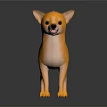 Yellow Chihuahua Dog Standing On Black Shiny Surface With Gray Background