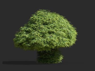 Dragon cypress pine cypress pine shrub hedge hedge pruning tree landscaping ornamental plants courtyard tree 3d model