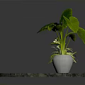 Large Leafy Plant and Small Green Plant in White Pots on Round Marble Tabletop