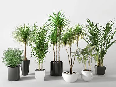 Various Types of Green Leaf Potted Plants in Black and White Pots on Light Background 3d model