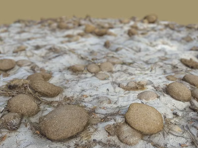 Rough Stones and Small Wood Chips Scattered on Sandy Ground with Natural Texture 3d model