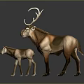 Adult Deer With Large Antlers And Fawn Standing On Gray Background