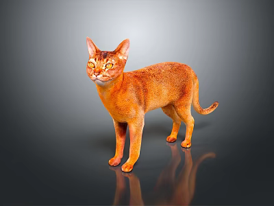 Elegant Orange Cat Standing on Reflective Floor with Gray Background 3d model