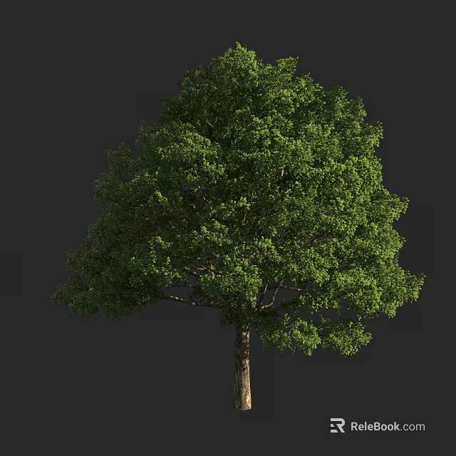 Lush Green Arbor Tree With Dense Foliage And Tall Straight Trunk 3d model 