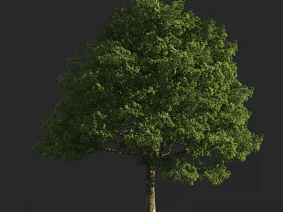 Lush Green Arbor Tree With Dense Foliage And Tall Straight Trunk 3d model
