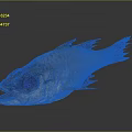 Fresh Fish with Big Eyes Open Mouth Golden Brown Scales Fins Tail on Dark Background