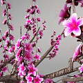 Lush Outdoor Flowering Arbor With Pink Blossoms Tree Trunk Green Grass And Shadow