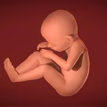 Fetus in Curled Position With Hand Near Mouth on Red Background