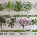 Diverse Garden Plant Combination Featuring Lilac Magnolia Purple Leaf Plum and Sevenleaf Tree