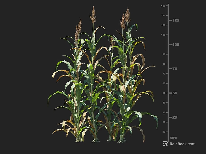 Corn Plants Growth Status With Height Ruler Showing Green Leaves And Dry Tips 3d model 