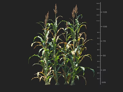 Corn Plants Growth Status With Height Ruler Showing Green Leaves And Dry Tips 3d model