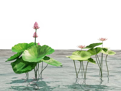 Lotus Plants With Pink Buds Blooming Flowers And Green Lotus Leaves On Water Surface Reflections 3d model