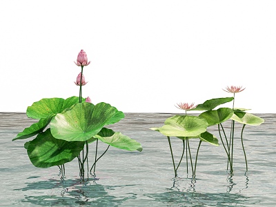 Aquatic plants lotus water lily lotus leaf lotus leaf lotus plant garden landscape 3d model