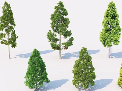 Arbor Varieties With Green Foliage And Different Canopy Shapes For Landscape 3d model