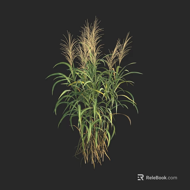 Lush Green Herbaceous Plant With Long Leaves And Feathery Plumes 3d model 