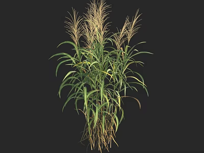 Lush Green Herbaceous Plant With Long Leaves And Feathery Plumes 3d model