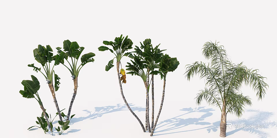 Tropical Trees Variety Display with Diverse Leaf Types and Trunk Forms 3d model 