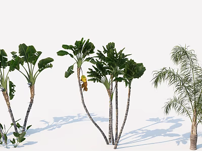 Tropical Trees Variety Display with Diverse Leaf Types and Trunk Forms 3d model