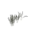 Bamboo Plants With Green Leaves And Tall Stems For Indoor Outdoor Decorative Use