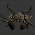 Black Crab Features Sharp Claws Fine Bristles And Segmented Legs