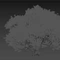 sessile flower oak rock oak tree landscape tree forest big tree small tree spring tree summer tree autumn tree banyan tree banyan tree 3d model