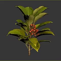 Lush Green Leafy Plant With Fresh Red Berries And Vibrant Foliage