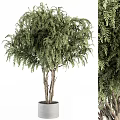 Bonsai Potted Plant With Lush Green Foliage And Multiple Trunks In White Planter