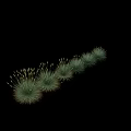 Ornamental Grasses With Various Heights And Lush Green Foliage Displayed On White Background