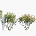 Various Trees With Different Growth Forms And Lush Green Foliage Structures 3d model