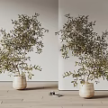 Two Olive Tree Bonsai Plants In Beige Pots On Wooden Floor With Light Wall