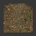 Natural Outdoor Ground Covered With Scattered Dry Leaves And Green Plants