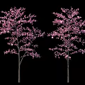 Vibrant Pink Flowering Shrubs with Lush Blooms and Fresh Green Foliage