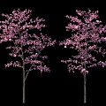 Peach Blossom Tree Cherry Tree Garden Shrub Group Background 3d model