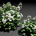 Healthy Lush Green Leafy Shrubs With White Flowers In Full Bloom