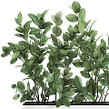 Lush Green Bonsai Potted Plant with Vibrant Leaves in Rectangular White Planter