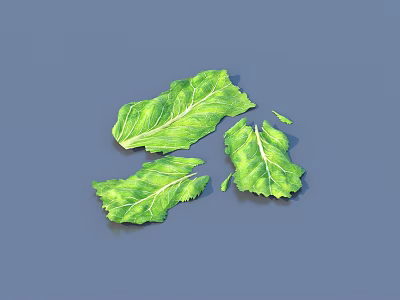 lettuce vegetable leaf food 3d model