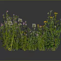Natural Herb Plants with Pink Yellow White Flowers and Green Stems