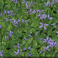 High Definition Shrub 3D Models with Various Design Renderings and Details