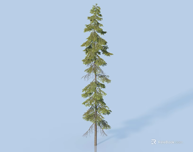 Tall Green Arbor with Needle Like Leaves and Shadow on Light Blue Background 3d model 