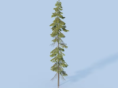 Tall Green Arbor with Needle Like Leaves and Shadow on Light Blue Background 3d model