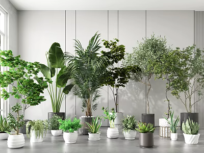 Indoor Potted Bonsai Plants With Various Greenery In White And Gray Planters 3d model
