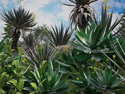Vibrant Green Agave Plants And Tropical Foliage In Lush Outdoor Garden Under Blue Sky 3d model