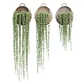 Wicker Hanging Basket Plants With Trailing Green Vines For Indoor Home Decor