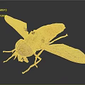 Close Up View Of Orange Fly With Transparent Wings And Large Eyes On Black Surface