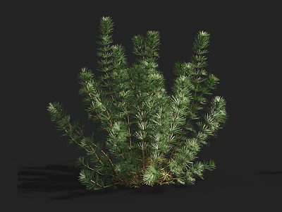 Aquatic Plants With Lush Green Foliage And Slender Stems In Natural Growth 3d model