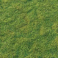 Natural Grassland Featuring Lush Green Plants Herbs And Divided White Lines