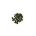 Elm Tree Themed Decorative Ornament Set With 12.5m Height And Natural Design