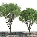 Two Healthy Arbor Trees With Lush Green Canopies On Natural Ground Surface