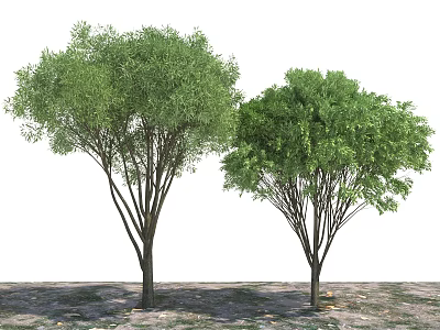 Two Healthy Arbor Trees With Lush Green Canopies On Natural Ground Surface 3d model