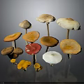 Fresh Wild Mushrooms Variety With Orange Red White Brown Caps And Stems For Culinary Use